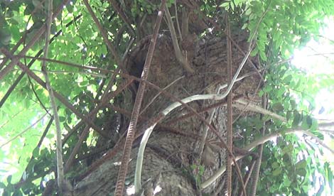 Để chống trộm, rất nhiều thanh sắt được cột xung quanh thân cây.