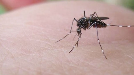 Bệnh Zika làm teo não trẻ sơ sinh có nguy cơ đổ bộ Việt Nam ảnh 4 Bệnh Zika làm teo não trẻ sơ sinh có nguy cơ đổ bộ Việt Nam ảnh 4