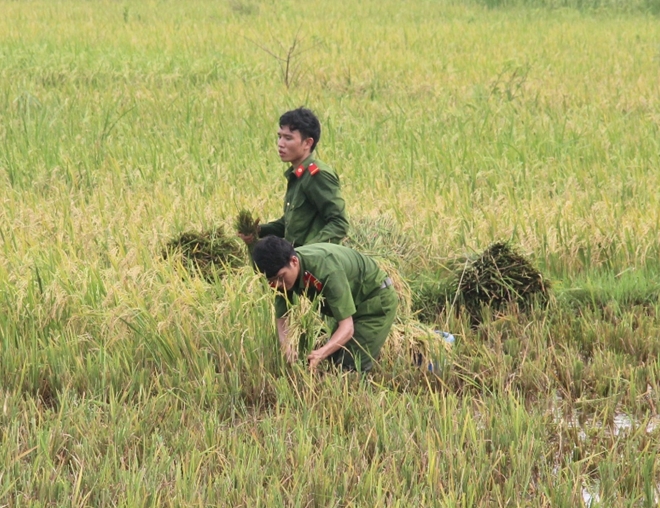 Cán bộ Công an lội bùn giúp dân gặt lúa, dựng lại nhà sau bão - Ảnh minh hoạ 4