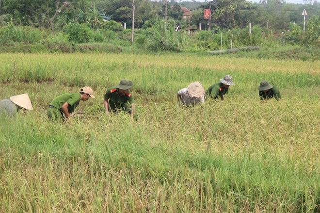 Cán bộ Công an lội bùn giúp dân gặt lúa, dựng lại nhà sau bão