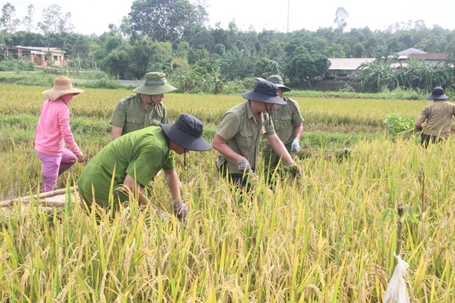 Cán bộ Công an lội bùn giúp dân gặt lúa, dựng lại nhà sau bão - Ảnh minh hoạ 2