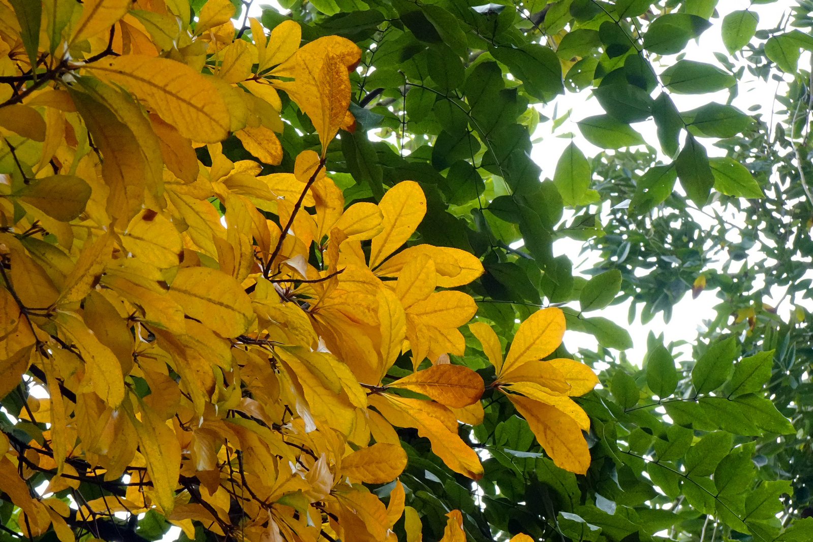 Những điều cần biết về cây Lộc Vừng - Barringtonia acutangula - Cỏ Dại
