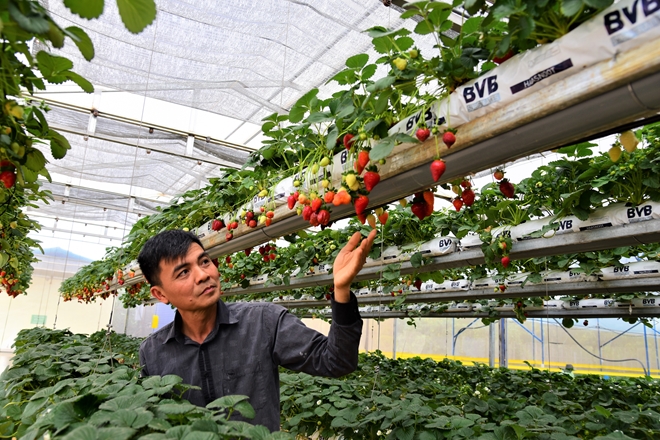 Anh Bùi Ngọc Minh bên trang trại dâu giống Mỹ sai trĩu quả.