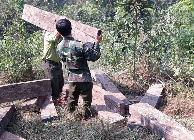 Lực lượng chức năng vận chuyển 3 hầm gỗ lậu từ khu vực Vườn quốc gia Phong Nha Kẻ Bàng về trụ sở cơ quan chức năng.