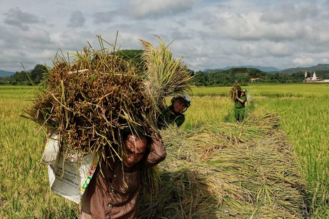 Công an huyện Hương Sơn giúp dân gặt lúa 