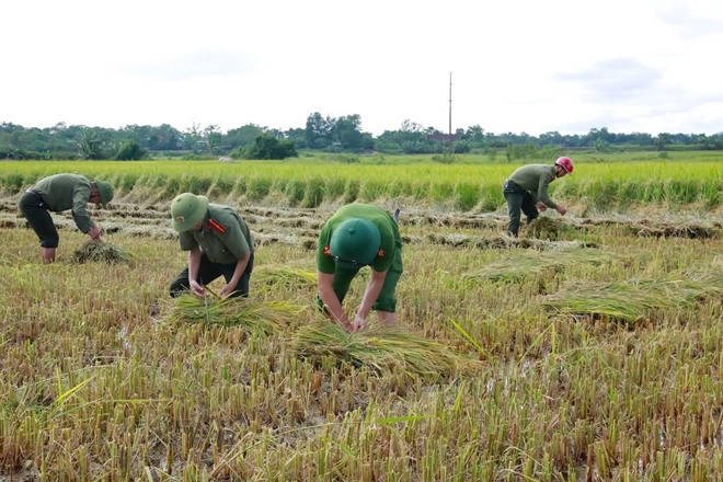 Công an huyện Hương Sơn giúp dân gặt lúa 