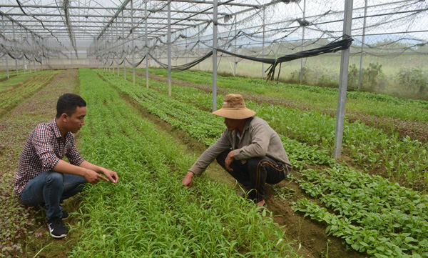 Hiệu quả mô hình trồng rau sạch công nghệ cao ở vùng ven đô thị Đà Nẵng