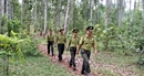 Kiểm lâm bị thương khi trực tiếp làm nhiệm vụ được hưởng chế độ như thương binh Kiểm lâm bị thương khi trực tiếp làm nhiệm vụ được hưởng chế độ như thương binh
