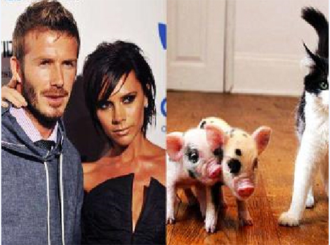 Cặp lợn siêu nhỏ của gia đình Beckham.