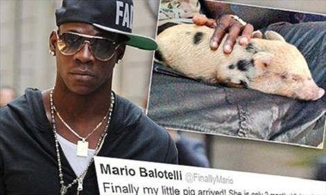 Balotelli nuôi lợn cầu may.