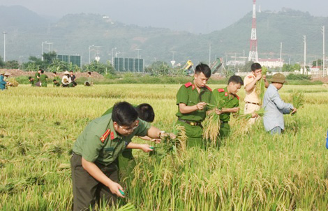 Đoàn viên thanh niên tích cực giúp nhân dân thu hoạch lúa - Ảnh minh hoạ 7