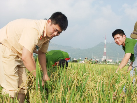 Đoàn viên thanh niên tích cực giúp nhân dân thu hoạch lúa - Ảnh minh hoạ 3
