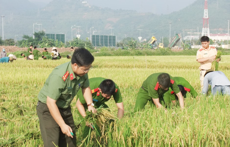 Đoàn viên thanh niên tích cực giúp nhân dân thu hoạch lúa - Ảnh minh hoạ 6