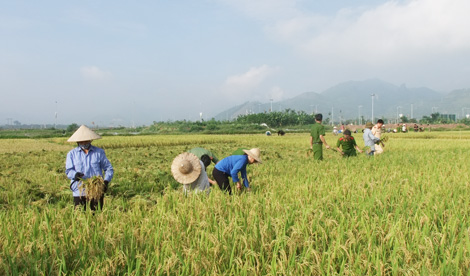 Đoàn viên thanh niên tích cực giúp nhân dân thu hoạch lúa - Ảnh minh hoạ 4