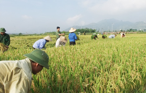 Đoàn viên thanh niên tích cực giúp nhân dân thu hoạch lúa - Ảnh minh hoạ 5