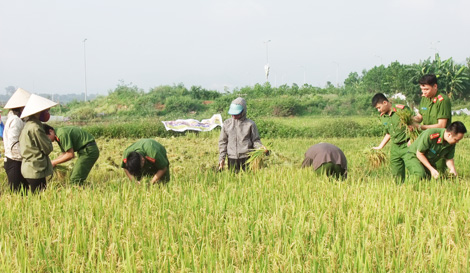 Đoàn viên thanh niên tích cực giúp nhân dân thu hoạch lúa - Ảnh minh hoạ 2