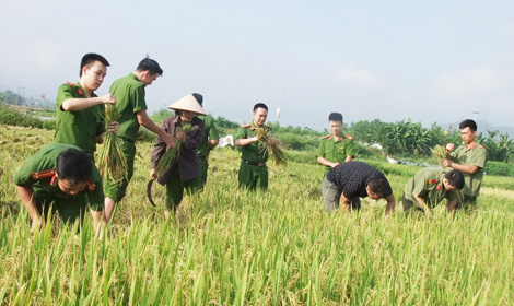 Đoàn viên thanh niên tích cực giúp nhân dân thu hoạch lúa - Ảnh minh hoạ 8