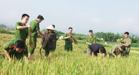 Đoàn viên thanh niên tích cực giúp nhân dân thu hoạch lúa