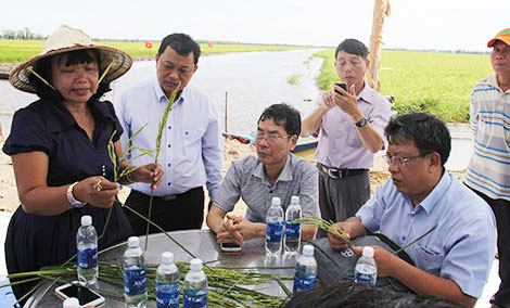 Hội thảo đầu bờ về phát triển giống lúa nổi tại Trạm giam Thạnh Hòa1