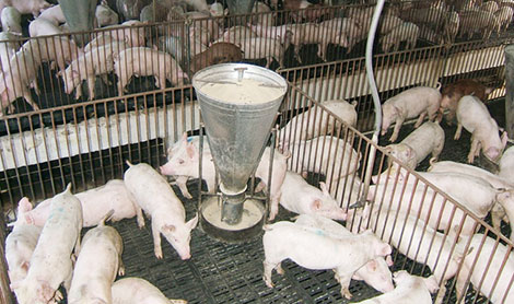 Giá thịt lợn vẫn thấp ở mức cảnh báo