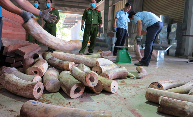 Hải quan Đà Nẵng phát hiện lô hàng hơn 9,1 tấn hàng hoá nghi ngà voi.