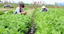 Vĩnh Phúc tập trung phát triển cây nông nghiệp chủ lực Vĩnh Phúc tập trung phát triển cây nông nghiệp chủ lực
