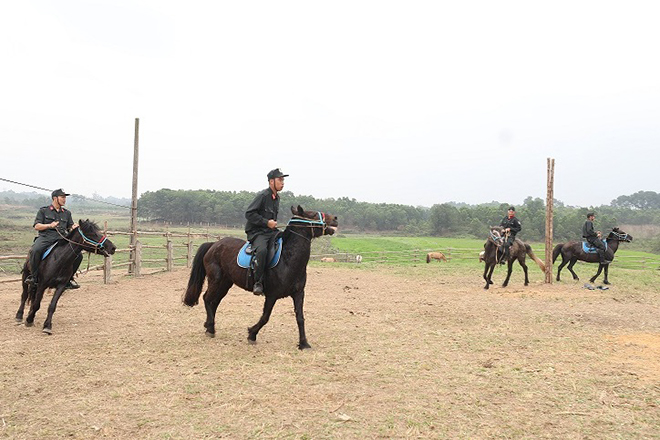 Chăm sóc, huấn luyện tốt các cá thể ngựa phục vụ lực lượng Kỵ binh - Ảnh minh hoạ 4
