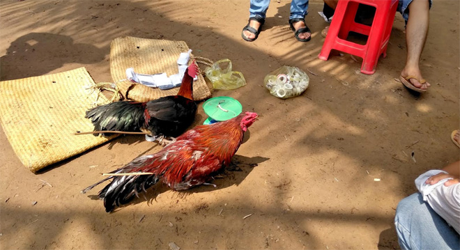 Triệt phá tụ điểm đá gà “khó tiếp cận”
