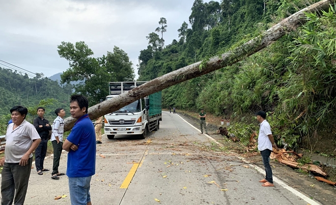 CSGT dọn dẹp cây cổ thụ đổ chắn ngang đường Hồ Chí Minh - Ảnh minh hoạ 3