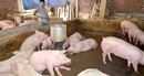 Cả nước có hơn 2.500 trang trại chăn nuôi lợn an toàn sinh học Cả nước có hơn 2.500 trang trại chăn nuôi lợn an toàn sinh học