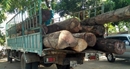 "Mang" gỗ lậu "bỏ" giữa TP Kon Tum "Mang" gỗ lậu "bỏ" giữa TP Kon Tum