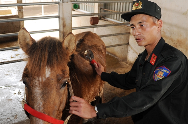 CSCĐ Kỵ binh thuần dưỡng ngựa nơi thao trường - Ảnh minh hoạ 7