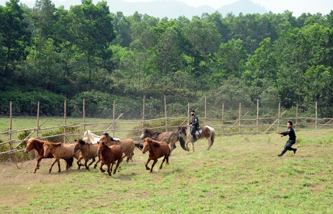 CSCĐ Kỵ binh thuần dưỡng ngựa nơi thao trường