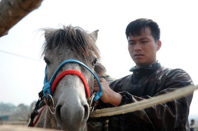 CSCĐ Kỵ binh thuần dưỡng ngựa nơi thao trường - Ảnh minh hoạ 11