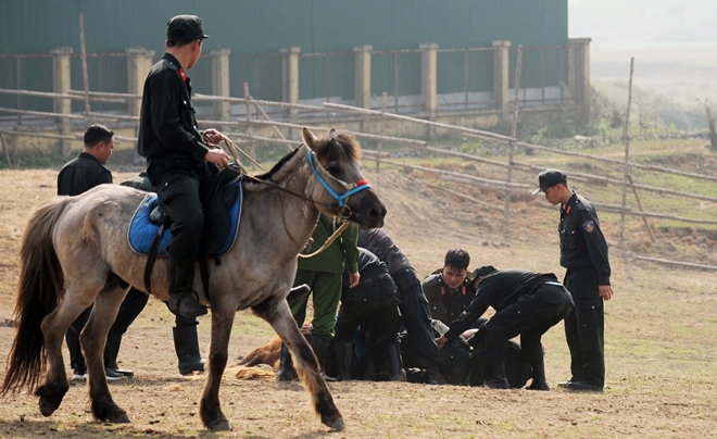 CSCĐ Kỵ binh thuần dưỡng ngựa nơi thao trường - Ảnh minh hoạ 9