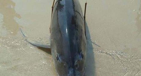 Nước biển vùng cá chết được xác định nhiễm kim loại nặng