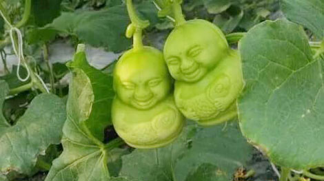 5 ngày một mẻ Dưa lê Thần Tài: Ai dám ăn?