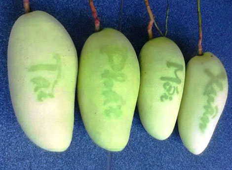 Độc đáo xoài in hình chữ và bản đồ Việt Nam