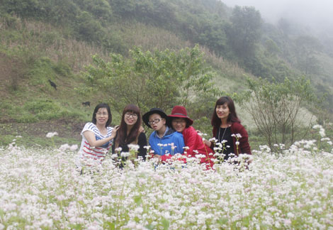 Có một miền hoa ở cao nguyên đá