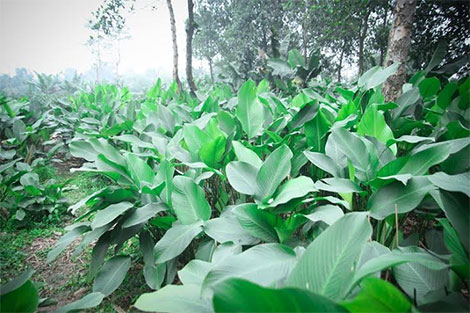 Làng lá dong Tràng Cát nhộn nhịp đón Tết