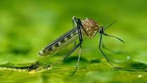 Chưa khẳng định thuốc diệt muỗi pyriproxyfen liên quan đến chứng đầu nhỏ