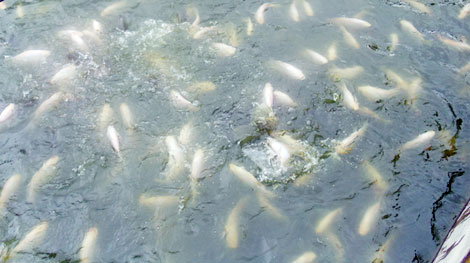 Thả 50 nghìn con cá giống xuống hồ thủy điện Sông Tranh 2