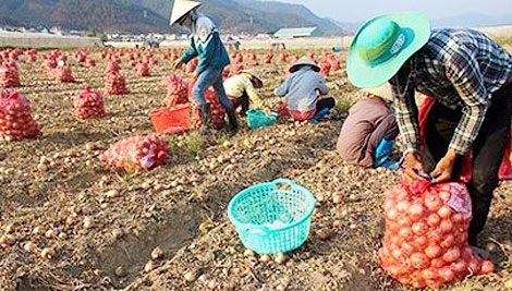 Nhà vườn Đà Lạt trúng giá lớn