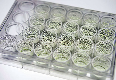 Nhiên liệu sinh học từ tảo biển: Nguồn năng lượng của tương lai xanh