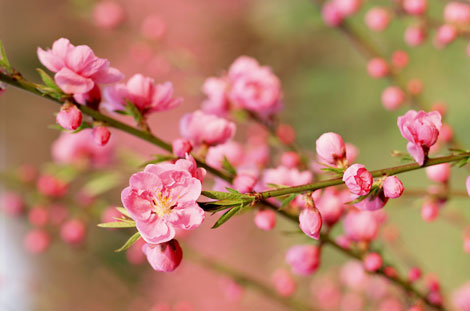 Có nên bỏ Tết Nguyên đán?