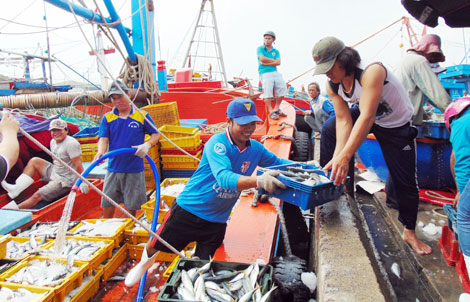 Ngư dân miền Trung trúng đậm 'lộc biển'