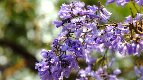 Ngắm phượng tím tuyệt đẹp trong tháng Ba Đà Lạt