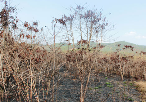 Bí ẩn vụ cháy vườn cà phê ở Lâm Đồng