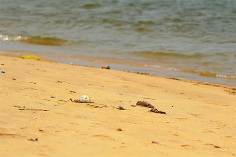 Bí ẩn hiện tượng cá chết dạt vào bãi biển Quảng Bình