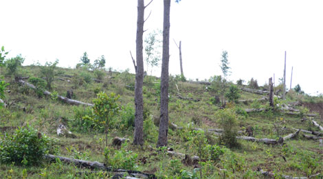 Hàng trăm ha rừng Đắk Nông nguyên sinh "chảy máu" dữ dội